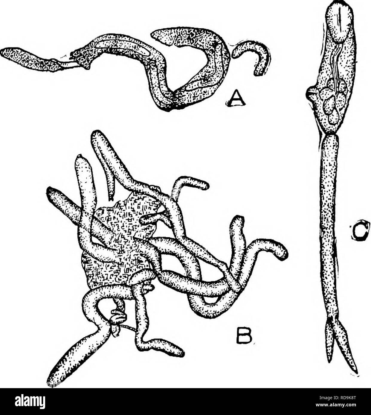 . Animal parasites and human disease. Medical parasitology; Insects as carriers of disease. 214 THE FLUKES worked on the life history of this species, chiefly at El Marg, near Cairo, Egypt. He found that Schistosoma embryos are attracted by several species of fresh-water snails and that they penetrate the bodies of three species, Bullinus contortus (Fig. 66A), B. dybowskii and Planorbis boissyi (Fig. 66B). Here they undergo transformation into sporocysts, from which daugh- ter sporocysts bud off (Fig. 67). After leaving the mother cyst the daughter sporocysts migrate into the tissue of the liv Stock Photo