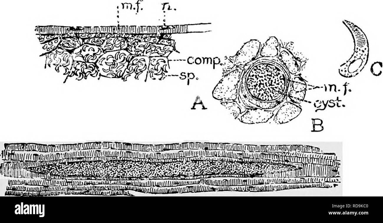. Animal parasites and human disease. Medical parasitology; Insects as carriers of disease. SAECOSPORIDIA 175 several inches in length. Microscopic examination shows that these patches are cysts containing thousands of tiny spores, segregated into chambers (Fig. 52A) which correspond to the pansporoblasts of Rhinosporidium. The spores (Fig. 52C), es- caping from the cyst, ultimately develop into new cysts in much. D Fig. 52. Sarcosporidia. A, Sarcocyslis hlanchardi of ox, longitudinal section of infected muscle fiber (m. f.) showing spores (sp.) in chambers of compartments (comp.); 11., nucleu Stock Photo