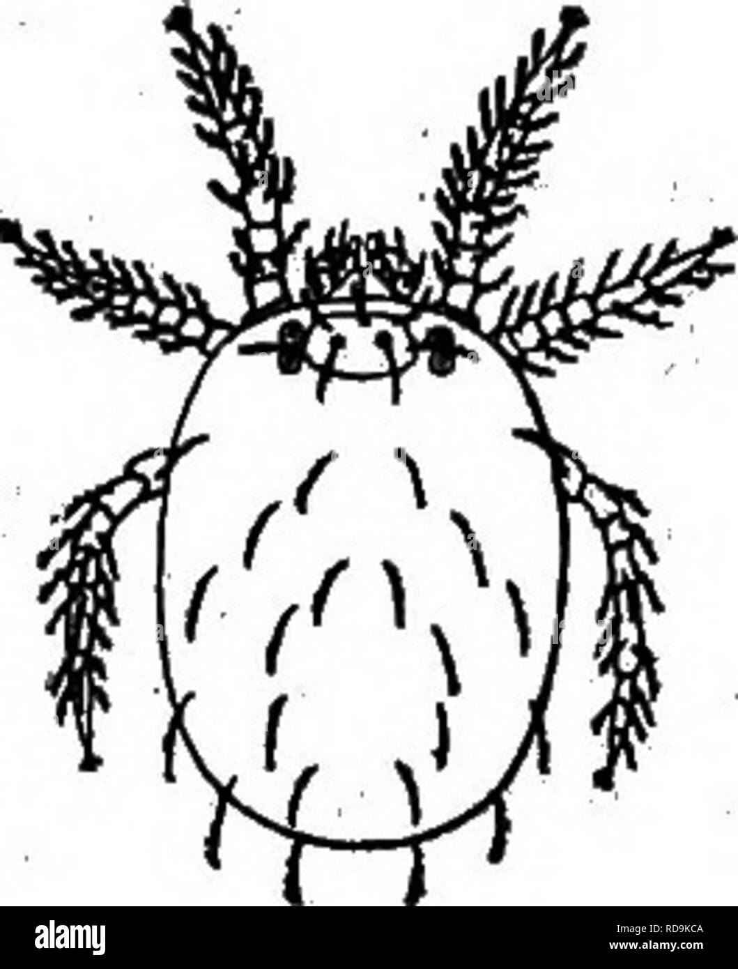 . The dog as a carrier of parasites and diseases. Dogs as carriers of disease; Dogs. PARASITES AND PARASITIC DISEASES OF DOGS 11 CHIGGER INFESTATION Cbttse.—The common American chigger, Trombicula irritans (also called harvest mite), is a small, red or orange-yeUow mite (fig. 7) which as a six-legged larva (the adult mite has eight legs) attacks man and the domesticated animals. It occurs from New York to  central Mexico and from the Atlantic Ocean to the Eocky Moun- tains. A very closely relates species occurs in the northern and western part of this country. Chiggers have been thought to bur Stock Photo