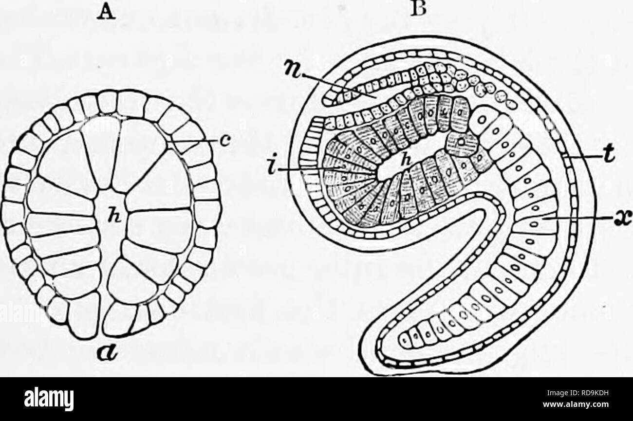 . Zoology : for students and general readers . Zoology. DEVELOPMENT OF ASGIDIANS. 203 Huxley, merely as a kind of stalk, from -which new zooids bud out, and this process, in his opinion, &quot;leads to the still more singular process of development in Pyrosoma, in which the first formed embryo attains only an imperfect develop- ment, and disappears after having given rise to four ascidio- zooids.&quot; In Clavellina and PerojjJiora the original parent Ascidian throws ofE branches or stolons from which develop new individuals. The usual mode of development in the simple and com- pound Ascidians Stock Photo