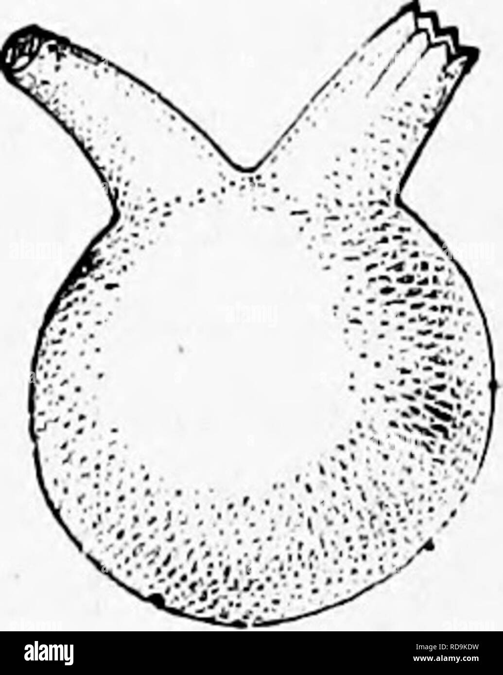 . Zoology : for students and general readers . Zoology. HABITS OF ASCIDIANS. 197 Balanoglossus, is a provisional one. In a diagram chowing tlie classification, i.e., the affinities of tlio different classes of animals, the Tunicates may be represented as an independent branch sent off possibly from the Trematode stem, running parallel to the worms, near Balanoglossus, and ending a little below the level of AmpJtioxus. They have certainly few niollnscan features, what do exist being superficial, and nothing to remind iis closely of the Pohjzoa or Bracliiopods, and the class is here treated of b Stock Photo