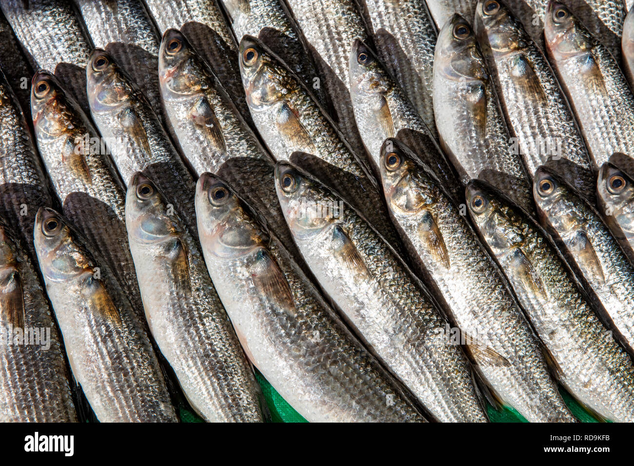 Fresh Mugil On Display On Ice On Fishermen Market Store Shop. Mugil Is A Genus Of Mullet In The Family Mugilidae. Seafood Fish Background. Stock Photo