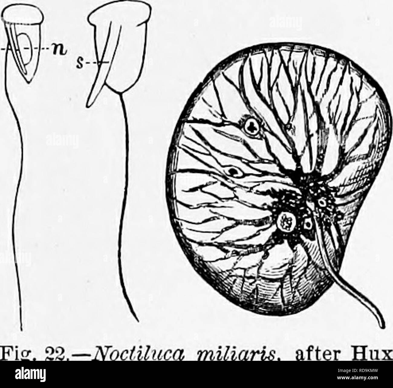 Self flagellate hires stock photography and images Alamy