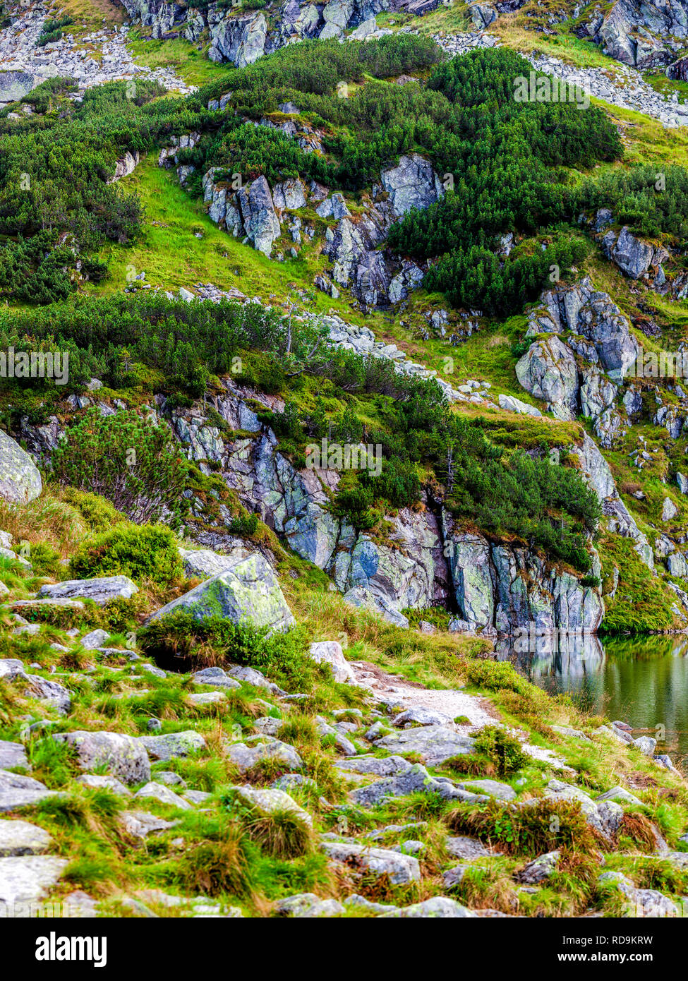 Mountain slope with small pines and small lake in Polish Tatra national ...