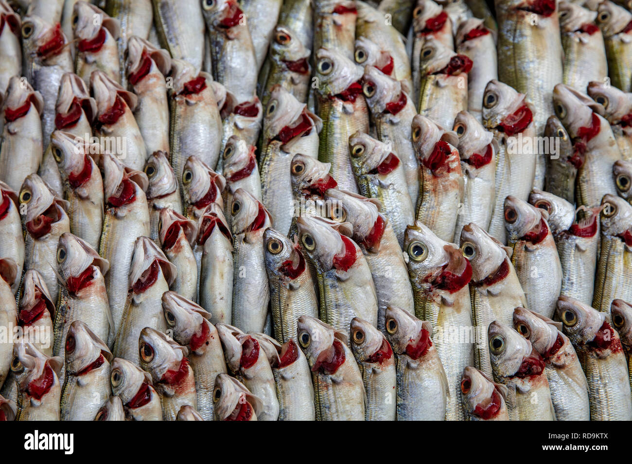 haddock in the fish market Stock Photo