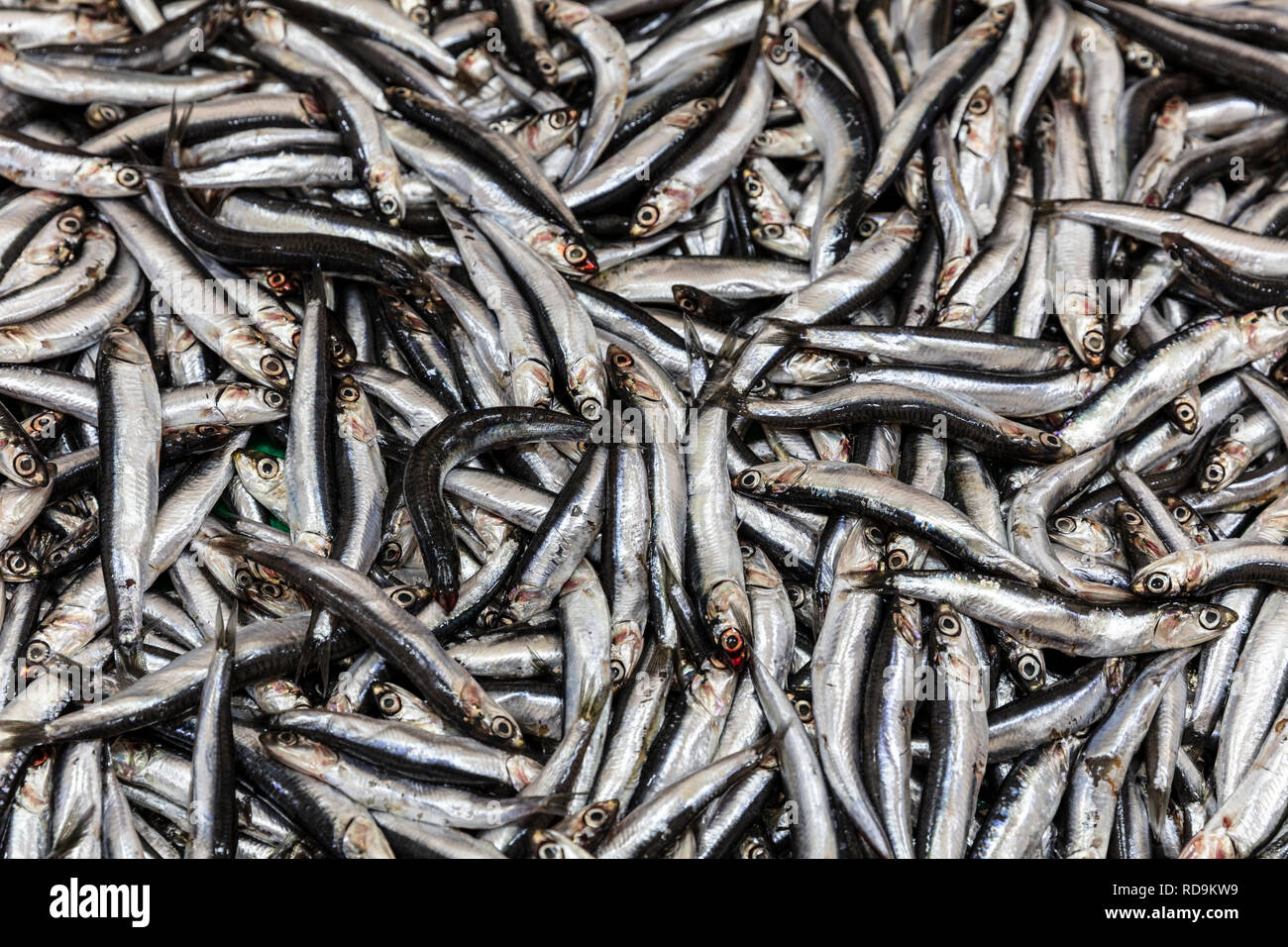 Fish anchovy background on ice in fishermen market store shop. Seafood european pile of anchovy pattern on ice. Black sea anchovies are placed in fami Stock Photo