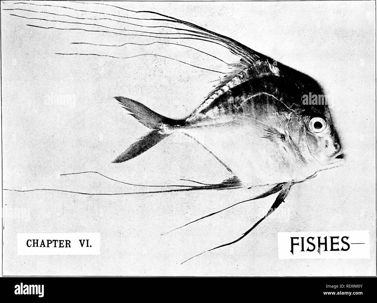 . The naturalist in Australia. Natural history. n: Samlle-Kent, Phofo. PLUMED TEETALLY, Carn)ix gaUiis, p. 169. PjlEflOIVIEflflli fl^lD EGONOJVIIGflL. PJLHE marvellously varied fish fauna of the Australian seas and rivers would require a book, not to say volumes, to do it justice. Within the brief space at present at disposal, little can be attempted beyond an out- line sketch of its leading features, and an indication of those among its multifarious representatives which, with regard to their economic utility, bizarre contour, or remarkable habits or alliances, stand out pre-eminently among t Stock Photo