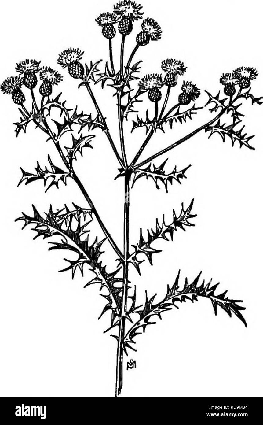 . A manual of weeds : with descriptions of all the most pernicious and troublesome plants in the United States and Canada, their habits of growth and distribution, with methods of control . Weeds. COMPOSITAE {COMPOSITE FAMILY) 515 prickle to such attempts at its extermination. The laws are very good but enforcement is neglected. (Fig. 356.) The jointed, horizontal rootstocks are the most obnoxious part of the plant; round, slender, like tough, white whipcords, lying so deep in the ground as to be al- ways sure of moisture, they creep in every direction for rods even (the writer helped to trace Stock Photo