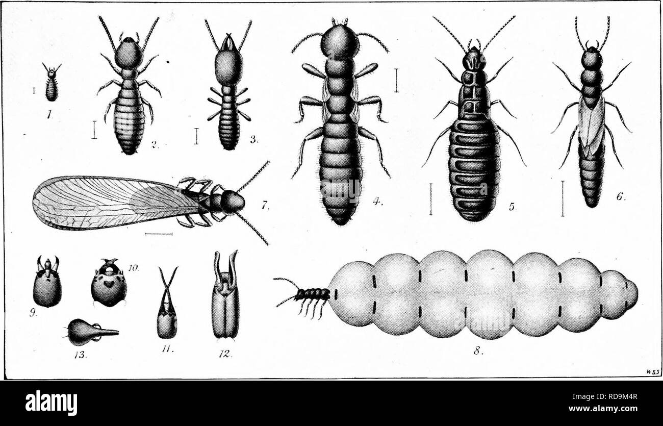 . The naturalist in Australia. Natural history. TERMITES (WHITE ANTS). Wi. FIGS. 1 TO 7, TTORKEUS, SOLDIER, NYMPHS, WINGED MALE AND MATURE FEMALE OF THE EUROPEAN WHITE ANT, Ternies luClfugns, MUCH SIAGNIFIED, AFTER M. GRASSI ; FIG 8, GRAVID QUEEN OF TerineS bellieOSHS, AFTER S3IEATHMAN, NATURAL SIZE ; FIGS 9 TO 13 MODIFICATIONS OF HEADS AND JAWS OF SOLDIER INDIYIDU.ALS OF VARIOUS SPECIES, MAGNIFIF.D, AFTER HAOEN.. Please note that these images are extracted from scanned page images that may have been digitally enhanced for readability - coloration and appearance of these illustrations may not  Stock Photo