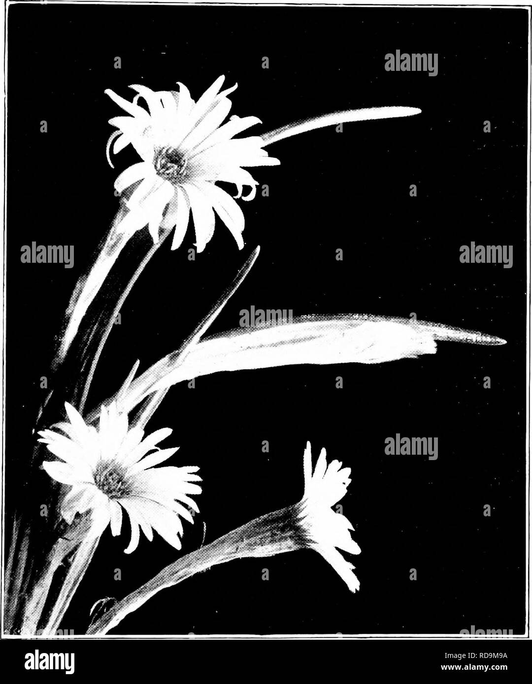 . Plants of New Zealand . Botany. DAISY, DANDELION, AND THISTLE FAMILY i'Z'S Crt'tius Hdastia. Tufted, woolly shrul^s, forming dense masses, sometimes several feet across. This genus differs from Raoulia in having tailless anthers. Flower-heads large, solitary, snnk amongst the upper leaves. Ray-llorets female. Disk-florets. Fig. 1-ifi. C'eliiiisi;! longifnlia, var. i:,' nat. size). numerous. Achene shining, narrow, sometimes ril)bed. Pappus-hairs rigid, white. (Name in honour of Sir .lulius von Haast). This genus is endemic in New Zealand, i sp.. Please note that these images are extracted fr Stock Photo