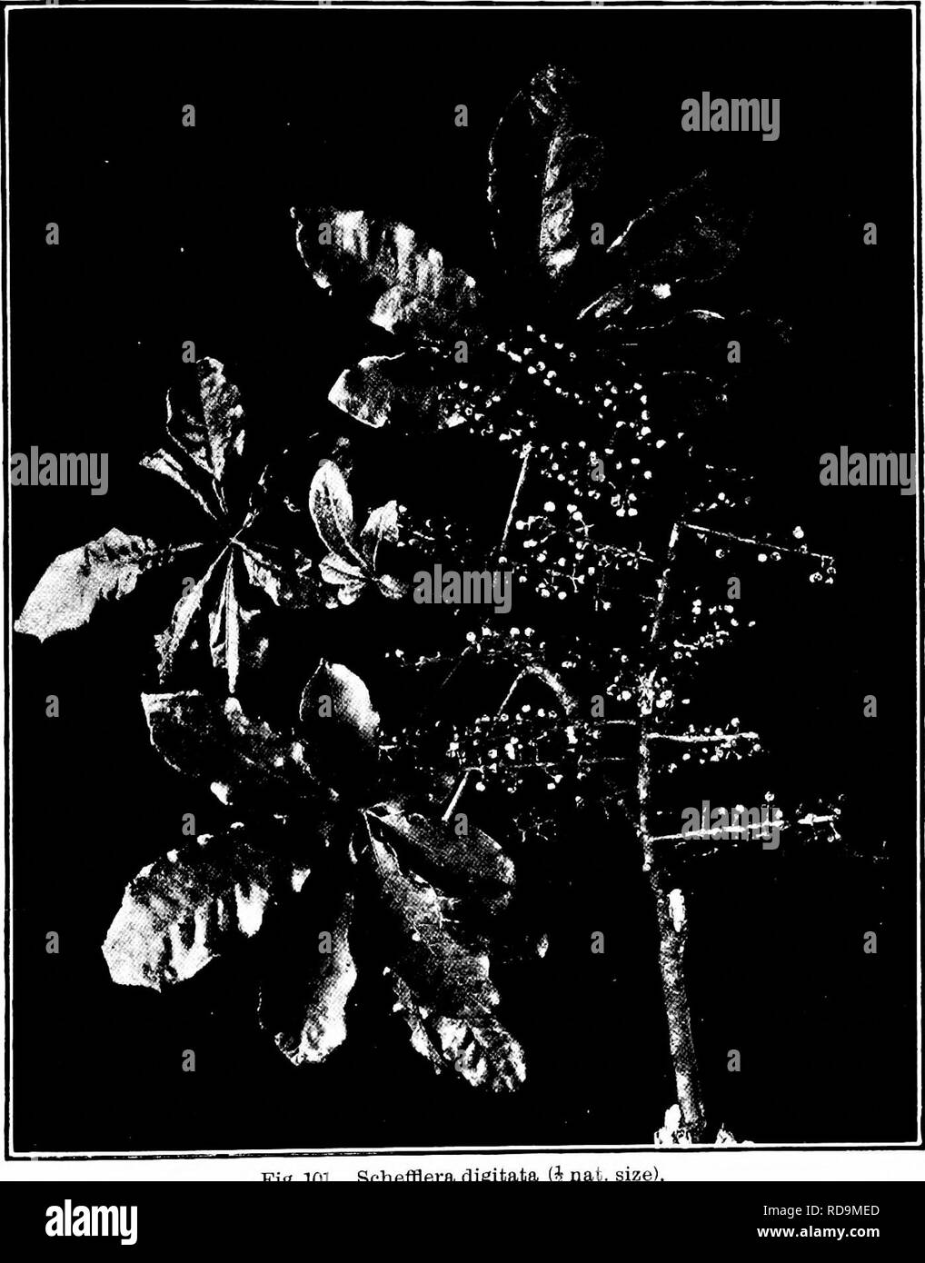 . Plants of New Zealand . Botany. THE FAMILY OF ARALIADS 313. Fig. 101. Schefflera digitata (i nat. size!. Please note that these images are extracted from scanned page images that may have been digitally enhanced for readability - coloration and appearance of these illustrations may not perfectly resemble the original work.. Laing, R. M. (Robert Malcolm), b. 1865; Blackwell, E. W. (Ellen W. ). Christchurch : Whitcombe and Tombs Stock Photo
