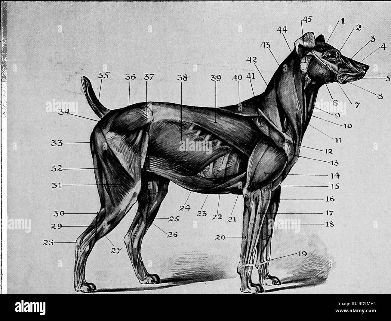 . The new book of the dog; a comprehensive natural history of British dogs and their foreign relatives, with chapters on law, breeding, kennel management, and veterinary treatment. Dogs. 595. Iv^-g^^&quot;- .--?; â ^,:Jf.yv^tX^^.:jr^-;: THE PRINCIPAL SUPERFICIAL MUSCLES OF A DOG. I. Temporalis or temporal muscle. 23- 2. Orbicularis palpebrarum. 24. 3- Levator labi superioris. 25- 4- Dilator naris. 26. 5- Orbicularis oris. 27. 6. Buccinator. 28. 7- Lygomaticus. 29. 8. Masseter. 30. 9- Sterno hyoidrus. 31- 10. Sterno maxillaris. 32- II. Jugular vein. 33- 12. Scapular deltoid. 34- 13- Acromion de Stock Photo