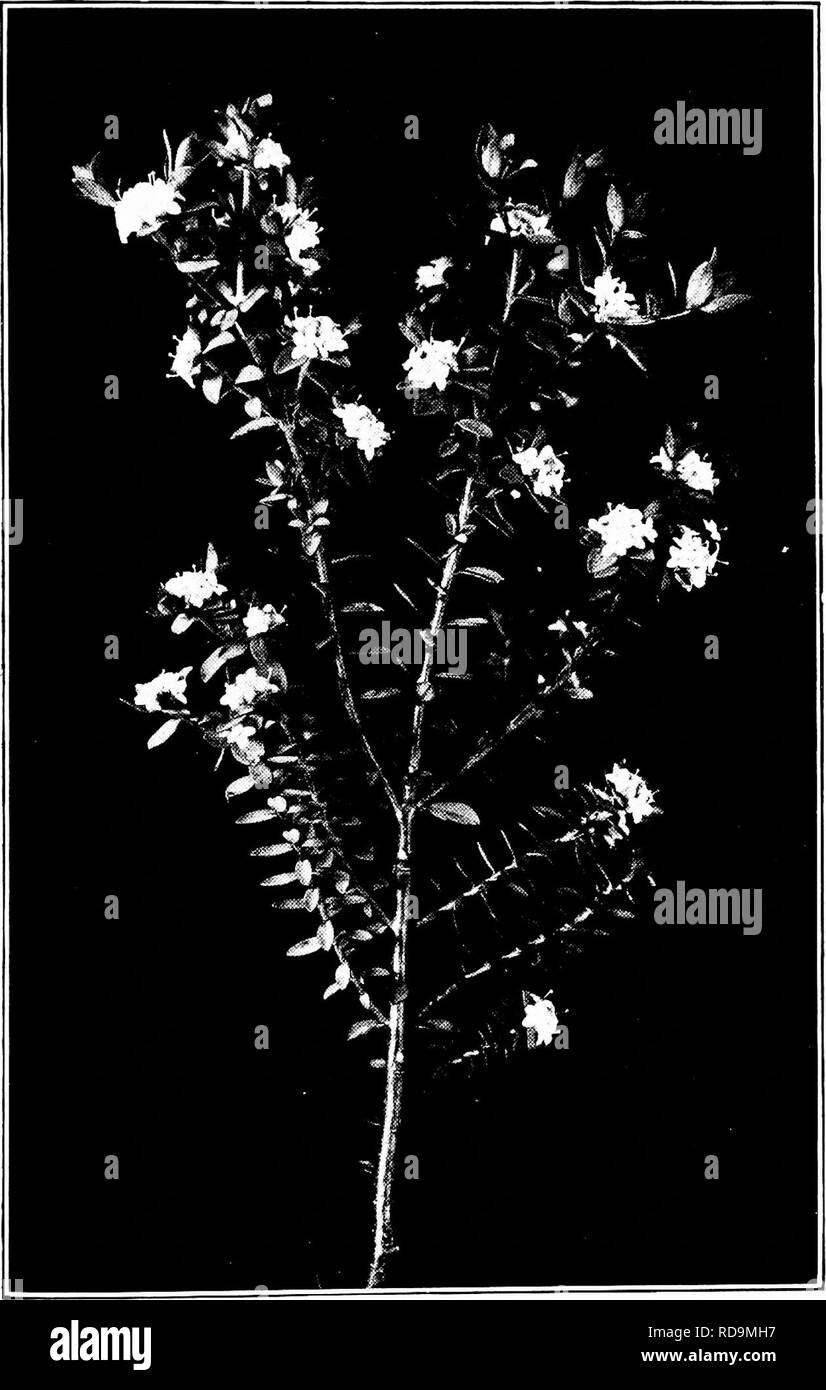 . Plants of New Zealand . Botany. THE DAPHNIC FAMILY '271. Fig. 84. Pimelea virgata (s nat. size).. Please note that these images are extracted from scanned page images that may have been digitally enhanced for readability - coloration and appearance of these illustrations may not perfectly resemble the original work.. Laing, R. M. (Robert Malcolm), b. 1865; Blackwell, E. W. (Ellen W. ). Christchurch : Whitcombe and Tombs Stock Photo