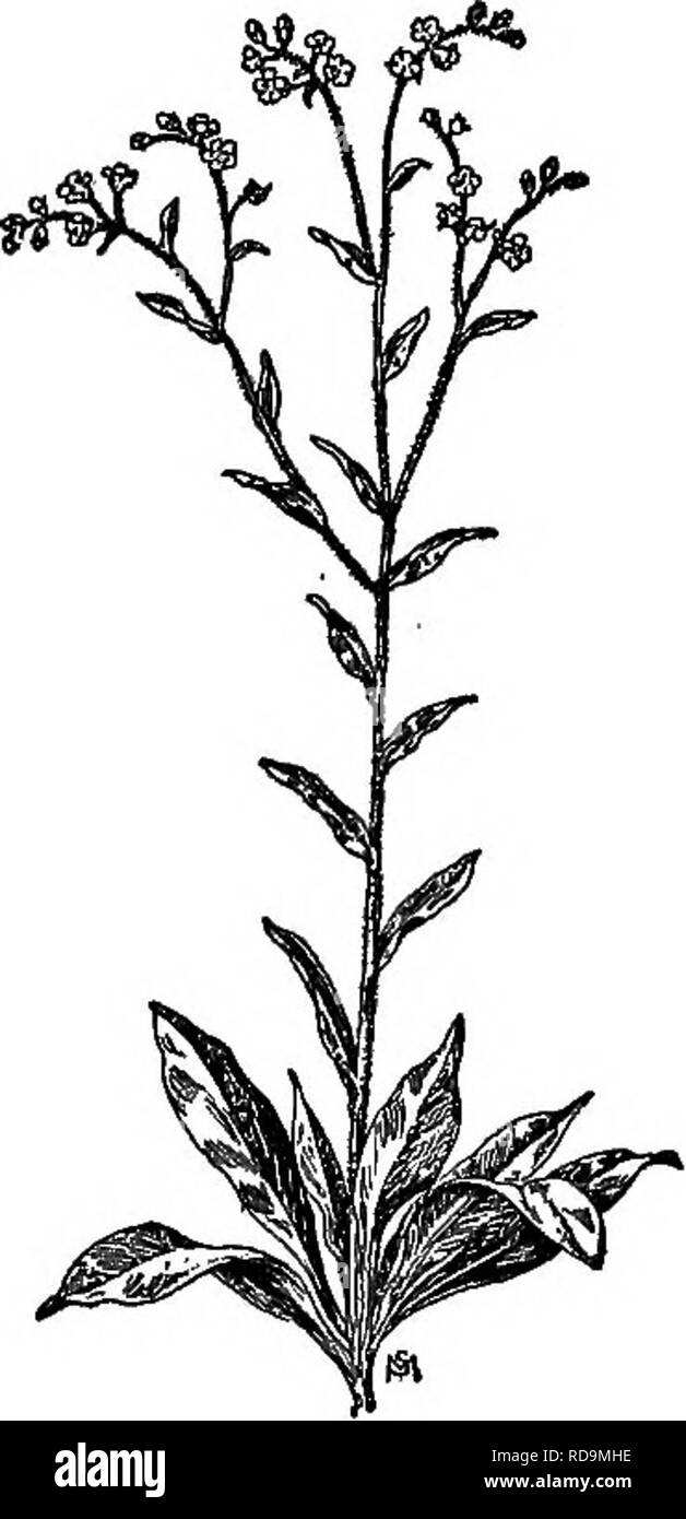 Root weeds Black and White Stock Photos & Images - Page 2 - Alamy