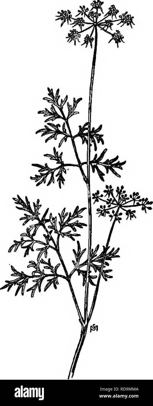 Young parsley plant Black and White Stock Photos & Images Alamy