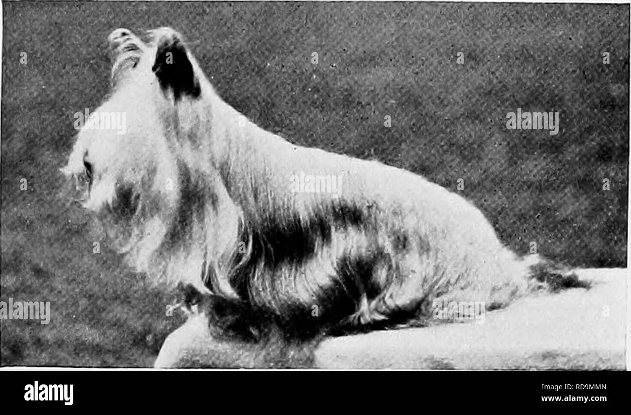 Mozart the dog Black and White Stock Photos & Images Alamy
