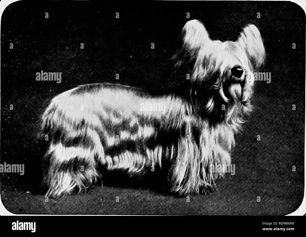 Dog with one blue eye Black and White Stock Photos & Images Alamy