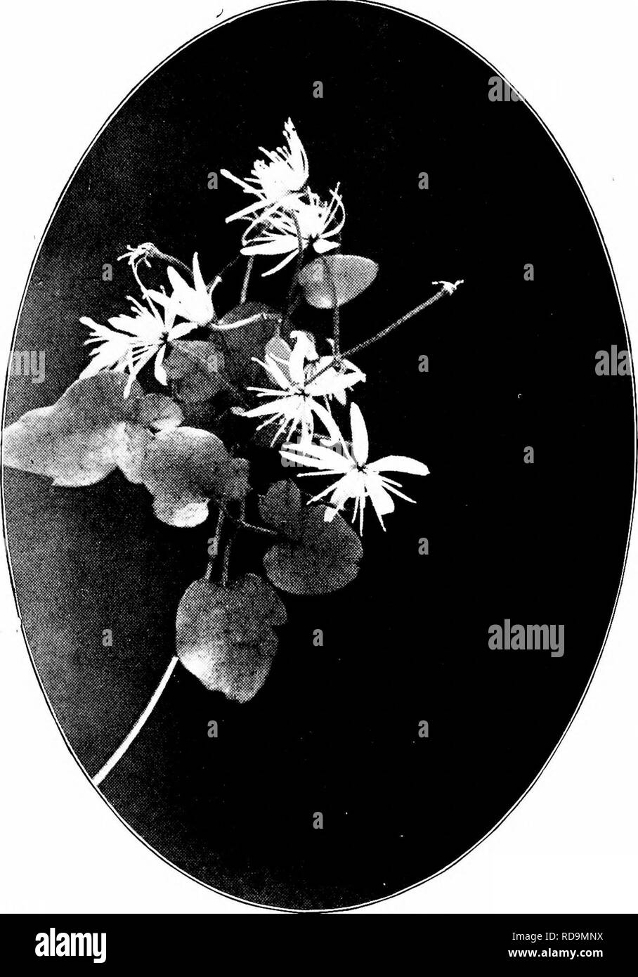. Plants of New Zealand . Botany. BUTTERCUP, ANEMONE, AND CLEMATIS FAMILY 167. Fig. 48. Clematis parviflora (j nat. size).. Please note that these images are extracted from scanned page images that may have been digitally enhanced for readability - coloration and appearance of these illustrations may not perfectly resemble the original work.. Laing, R. M. (Robert Malcolm), b. 1865; Blackwell, E. W. (Ellen W. ). Christchurch : Whitcombe and Tombs Stock Photo