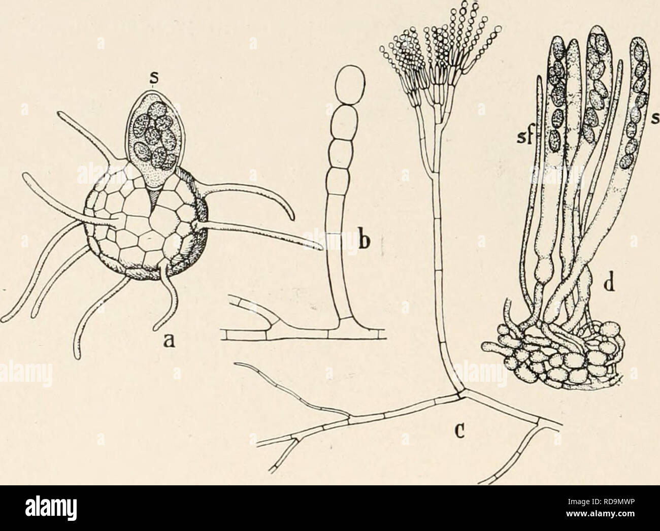Einführung in die Biologie. Biology. 32 Zweites Kapitel. Sporen ab; die  Sporen geben dem Pilz seine graugrüne Farbe, das Ge- fäde ist schneeweiß.  Zuerst bildet sich das äußerste Ende des Zweiges