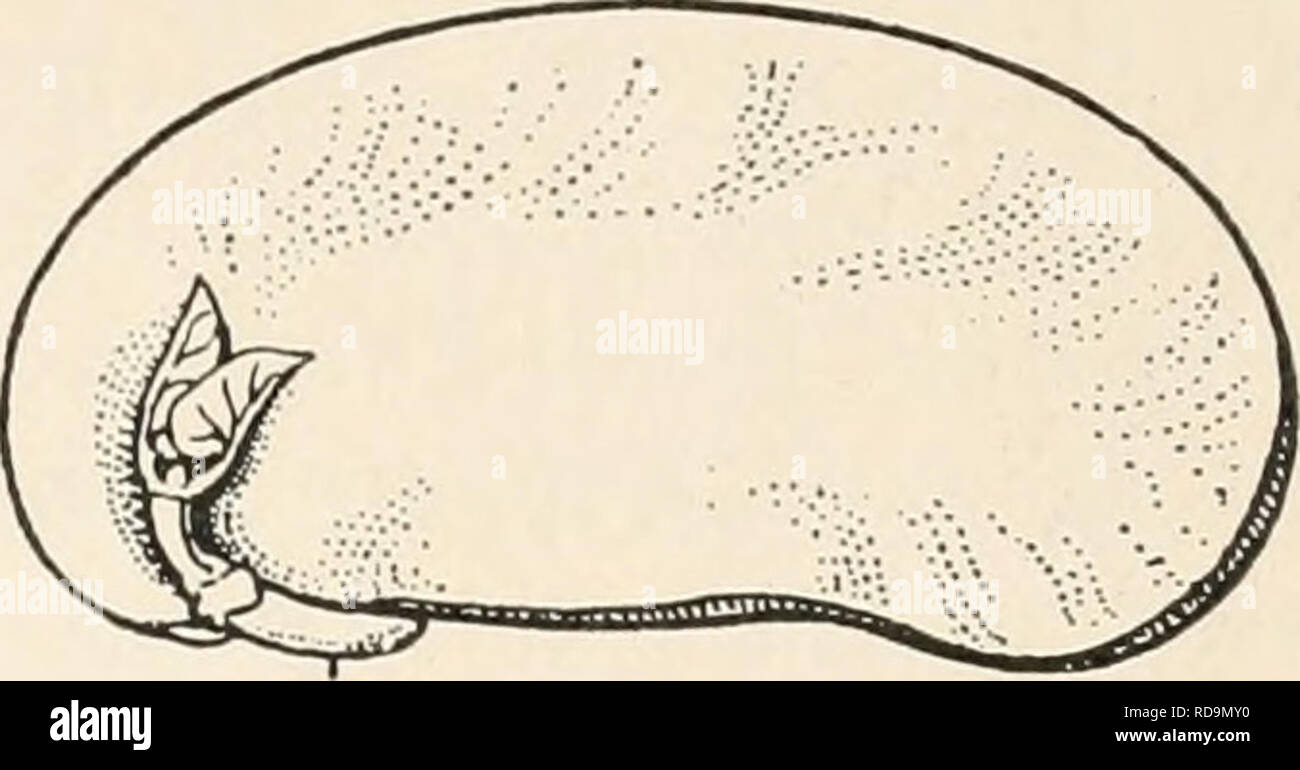 Einführung in die Biologie. Biology. Die Glieder der Pflanzen. Die Zelle. 3  Überall dieselbe, wie sie bei der Bohne sich dauernd erhält. Die Samen-  pflanzen gehen ja aus einem Samen hervor,