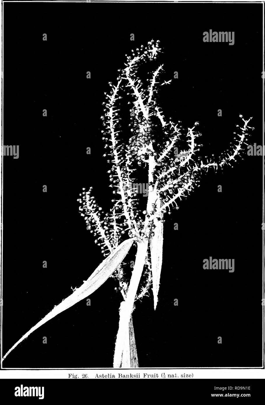 . Plants of New Zealand . Botany. THE LILY FAMILY. Astelia Banksii Fruit l^ nat. size). Please note that these images are extracted from scanned page images that may have been digitally enhanced for readability - coloration and appearance of these illustrations may not perfectly resemble the original work.. Laing, R. M. (Robert Malcolm), b. 1865; Blackwell, E. W. (Ellen W. ). Christchurch : Whitcombe and Tombs Stock Photo