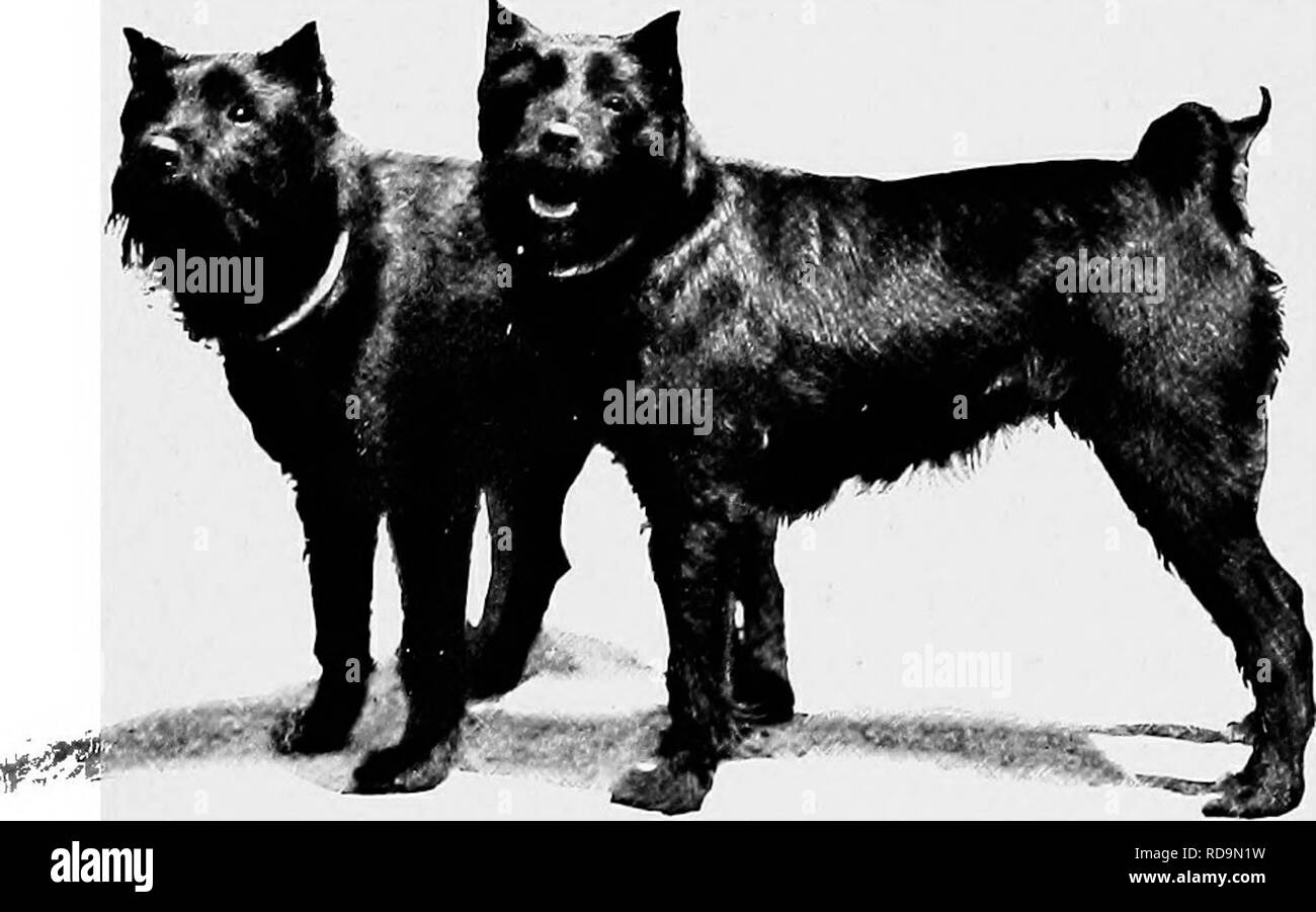 Does My Dog Need Salt In Her Diet