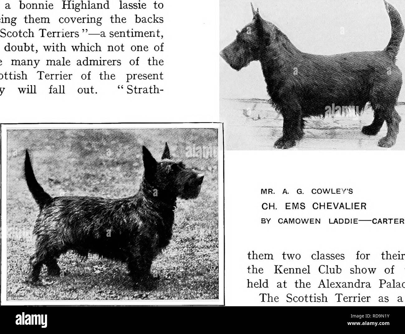 Scottish+terriers Black and White Stock Photos & Images - Alamy