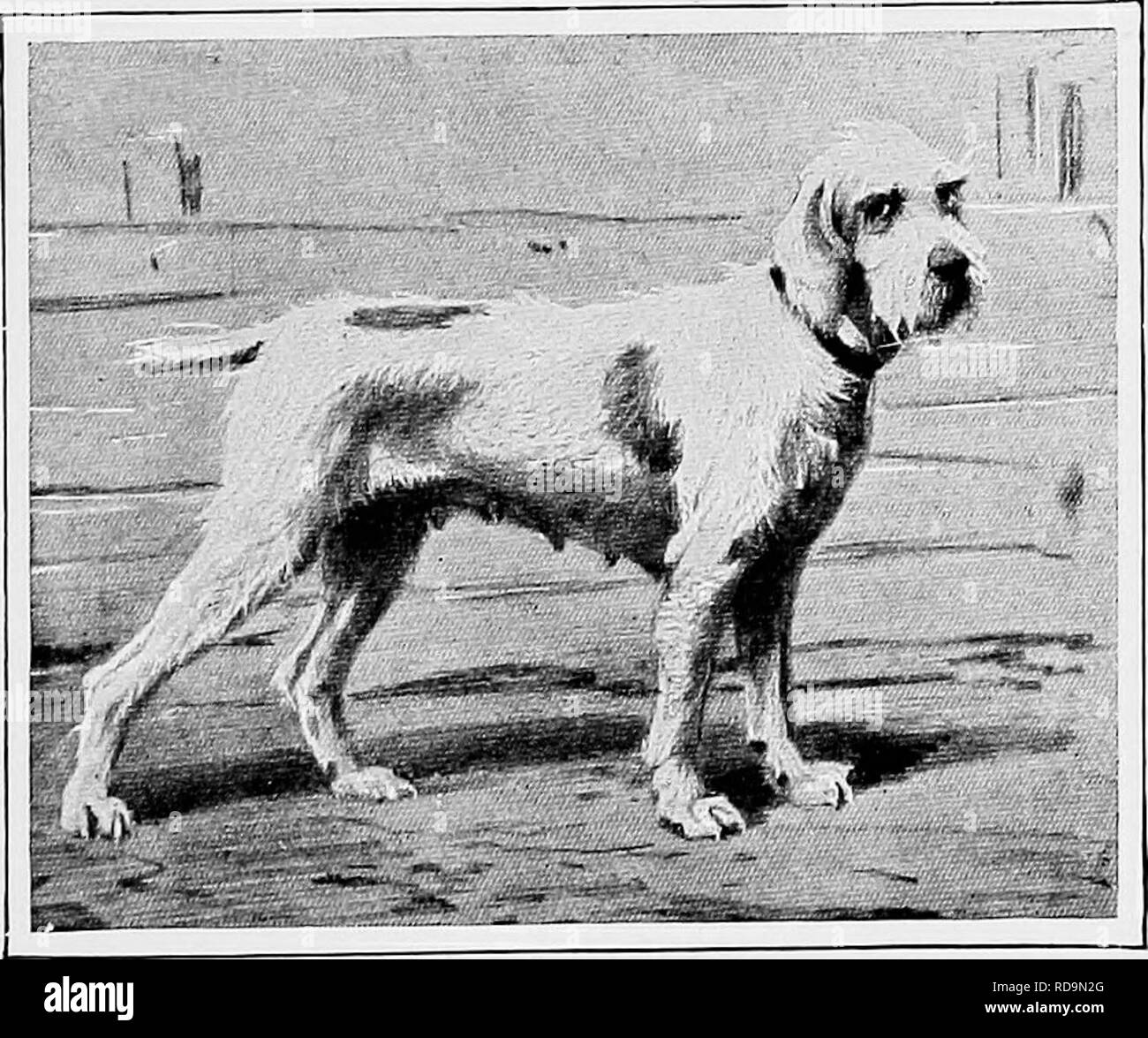 spinone cross