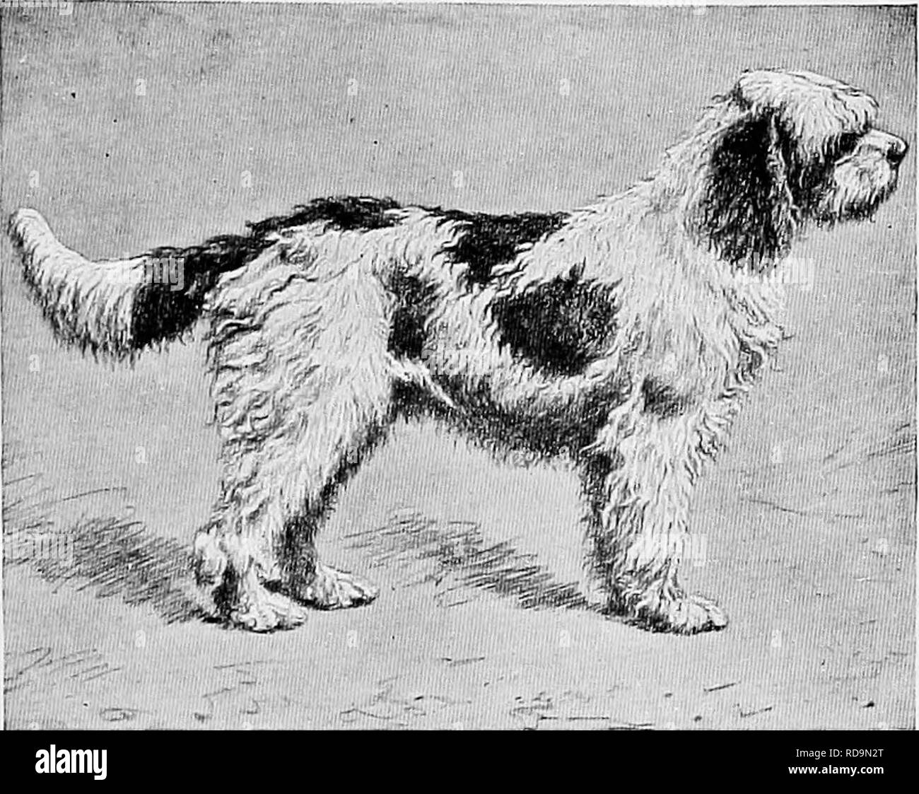 . The new book of the dog; a comprehensive natural history of British dogs and their foreign relatives, with chapters on law, breeding, kennel management, and veterinary treatment. Dogs. FOREIGN GUN-DOGS AND TERRIERS. 503 considered an ancient dog, and it is cer- tain that some of the breed were taken into France as far back as the reign of Henry IV. In Italy there is an interesting strain of. THE BARBET PATAVEAU. PROPERTY OF M. P. DEVILLE, PARIS. white Spinone, in form not unhke a large Irish terrier, of which no record is traceable earlier than 1870. These are found mostly in the neighbourho Stock Photo
