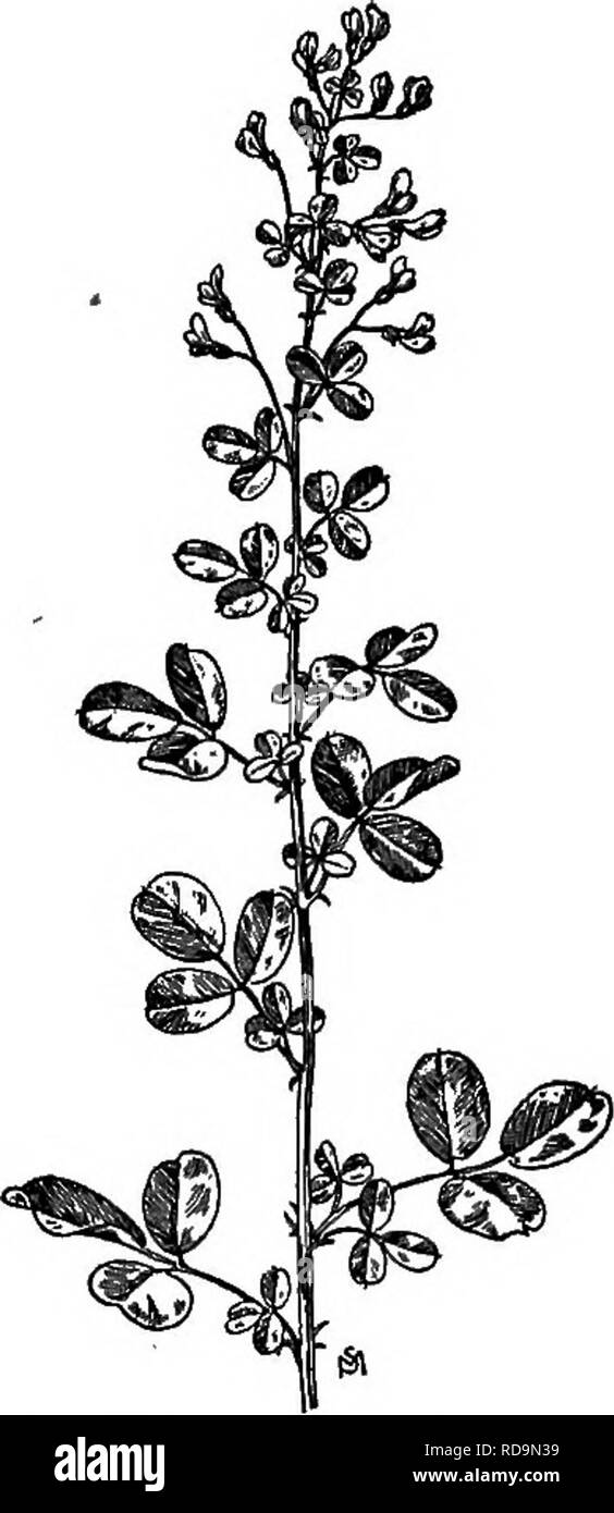 . A manual of weeds : with descriptions of all the most pernicious and troublesome plants in the United States and Canada, their habits of growth and distribution, with methods of control . Weeds. Fig. 174. — Showy Tick- trefoil (Desmodium cana- dense). x£. Fig. 175. — Bush Clover (Lespedeza violacea). X J. BUSH CLOVER Lespedeza violacea, Pers. Native. Perennial. Propagates by seeds. Time of bloom: July to September. Seed-time: August to October. Range: New England to Minnesota, southward to Florida, Louisiana, and Kansas. Habitat: Dry, sterile soil; pastures and thin meadows; thickets and ope Stock Photo