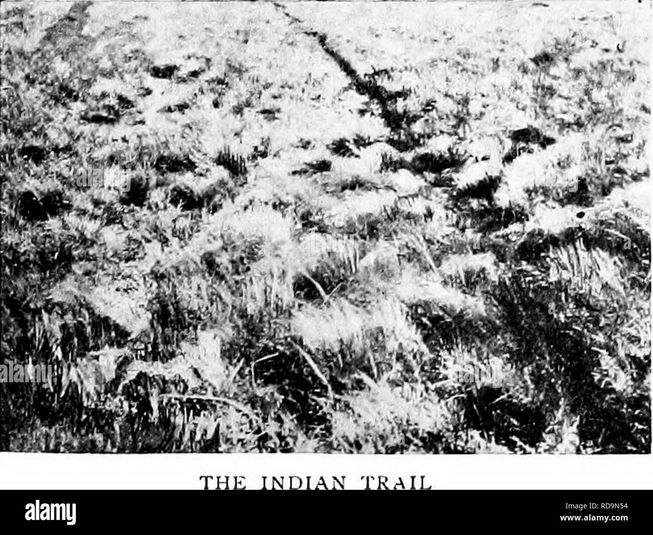 Through The Heart Of Patagonia Natural History Back To - 