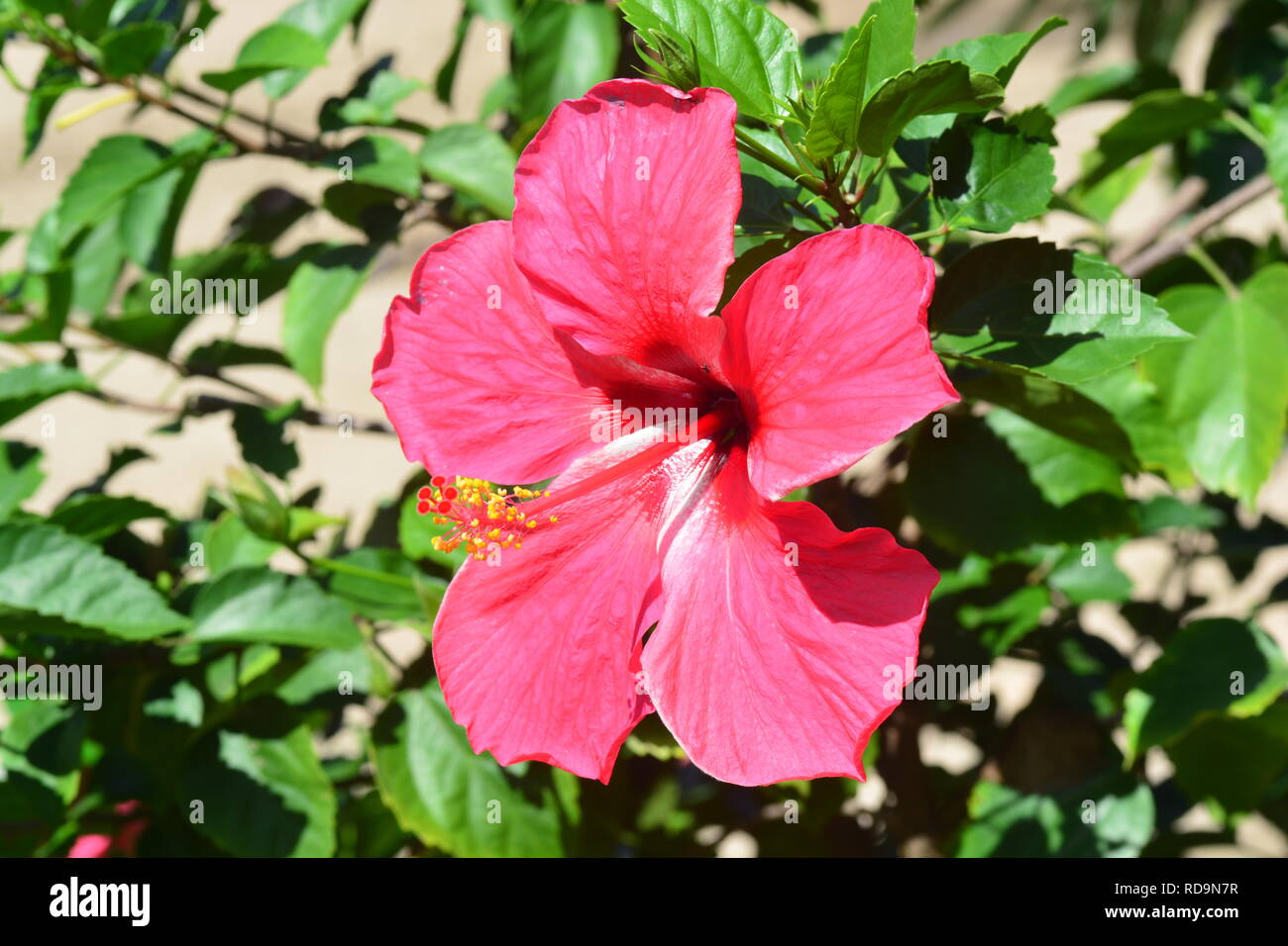Baby hibiscus flower at Queen Sirikit Botanic Garden Stock Photo Alamy