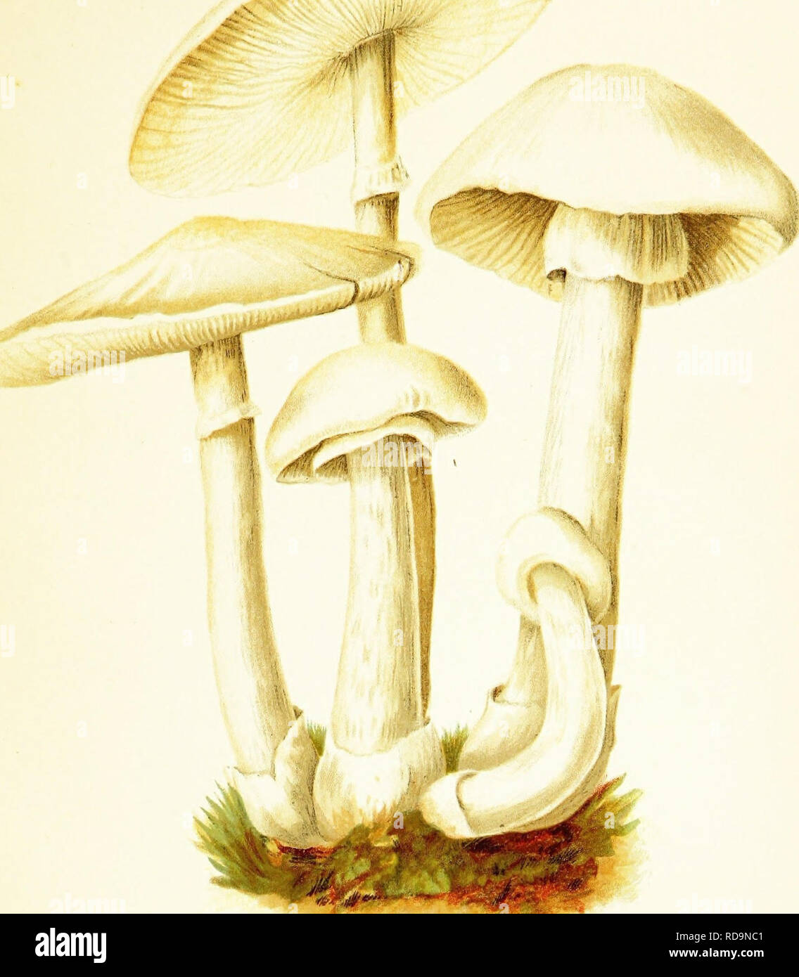 . Mushrooms of America, edible and poisonous. Mushrooms; Cookery (Mushrooms); cbk. PLATE IX. .AGAKlUUii (AMANITA} VERNUS, OR POISONOUS WHITE MUSHROOM.. DESCRIPTION. PiiEus. At first ovate or bulbous, enclosed In the volva, then expanded, alw.ays pure white usually clammy or riscid to the touch; cuticle thin, separable. ' Gills. Pure white, unequal, free from the stem. Stem. Long, rough or woolly, stuffed or a little hollow toward the cap. Volva. Always present. Ring marked at medium growth; often absent at maturity of the plant; and the same is true of the warts or scurf on the cap. N. B. This Stock Photo