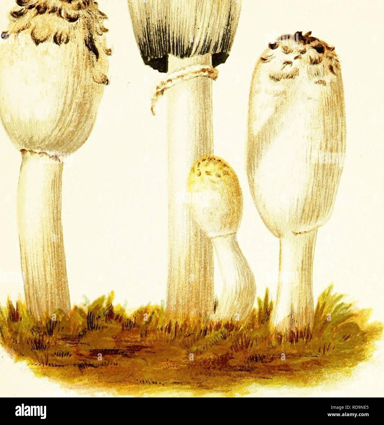 . Mushrooms of America, edible and poisonous. Mushrooms; Cookery (Mushrooms); cbk. PLATE II. COPRINUS COMATUS, OR SHAGGY-MANED MUSHROOM. &lt;5 ^ ' â f^J**^ / : /â¢!! â â %.. 'X k. D E SC RI PT ION. PiLBUS. At first oval and hard; margin then separating from the stem; then equally cylindrical, margin turning black; finally expanded, and decaying by dissolution into inky fluid. Color of pQeus variable from brown to pure white, always woolly, shaggy, the cuticle coming off in layers like the scales of a fish. Gills. At first white, crowded; possibly pink, then dark purple, or black, and moist. St Stock Photo