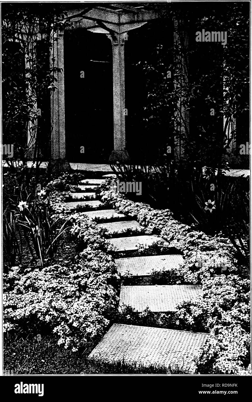 . Gardens near the sea; the making and care of gardens on or near the coast with reference also to lawns and grounds and to trees and shrubbery. Gardening. PLATE L PHLOX SUDrLAT. Please note that these images are extracted from scanned page images that may have been digitally enhanced for readability - coloration and appearance of these illustrations may not perfectly resemble the original work.. Lounsberry, Alice. New York, Frederick A. Stokes company Stock Photo