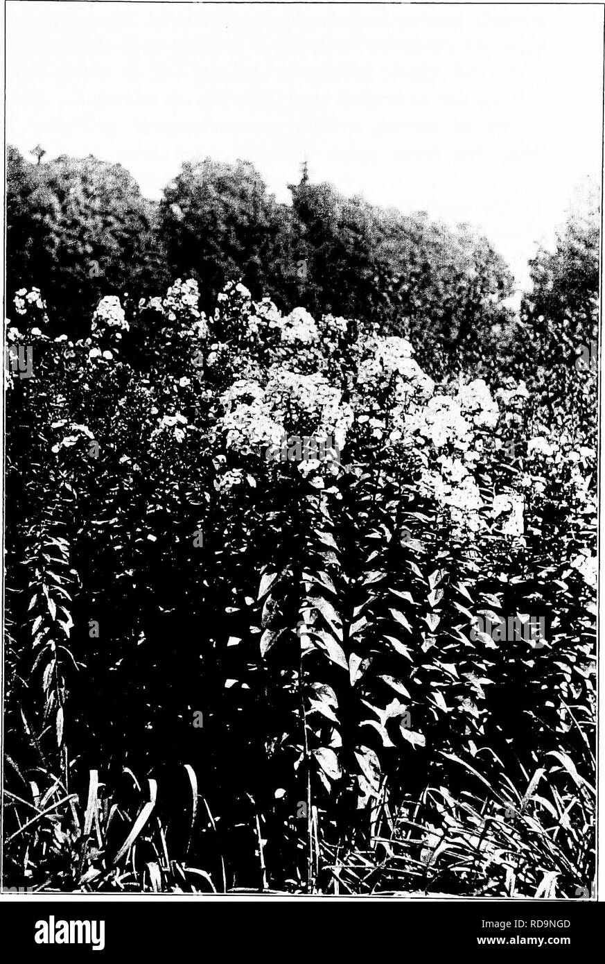 . Gardens near the sea; the making and care of gardens on or near the coast with reference also to lawns and grounds and to trees and shrubbery. Gardening. PLATE XLIV PHLOX. Please note that these images are extracted from scanned page images that may have been digitally enhanced for readability - coloration and appearance of these illustrations may not perfectly resemble the original work.. Lounsberry, Alice. New York, Frederick A. Stokes company Stock Photo