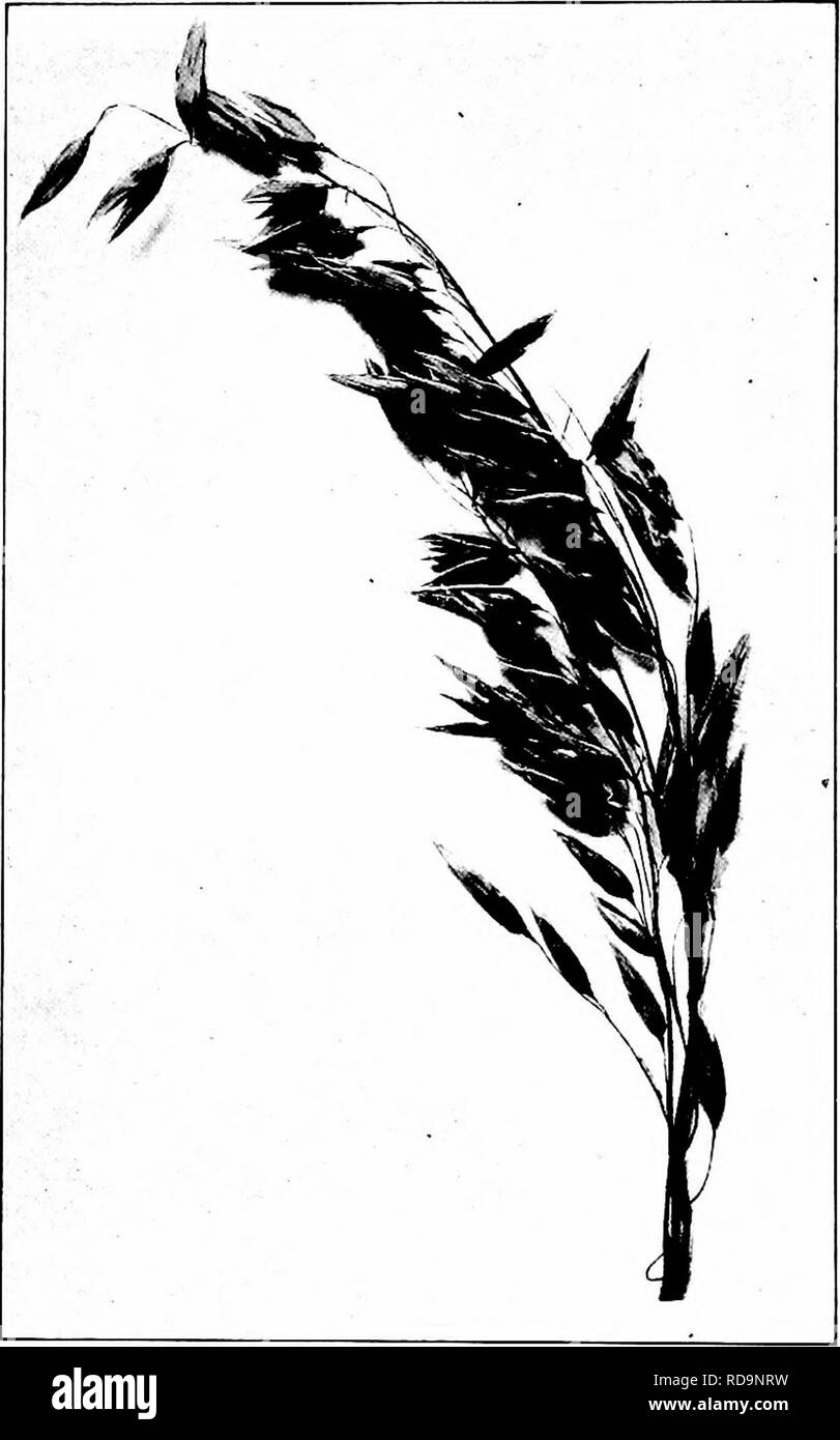 . Field crop production; a text-book for elementary courses in schools and brief courses in colleges. Agriculture. 148 FIELD CROP PRODUCTION or the hull together with the inclosed kernel. The pro- portion of hull to kernel varies with the variety and with. Fig. 51. — Side panicle of oats. the environment of growth. The percentage of hull varies from 20 to 40 or more per cent, the average being about. Please note that these images are extracted from scanned page images that may have been digitally enhanced for readability - coloration and appearance of these illustrations may not perfectly rese Stock Photo