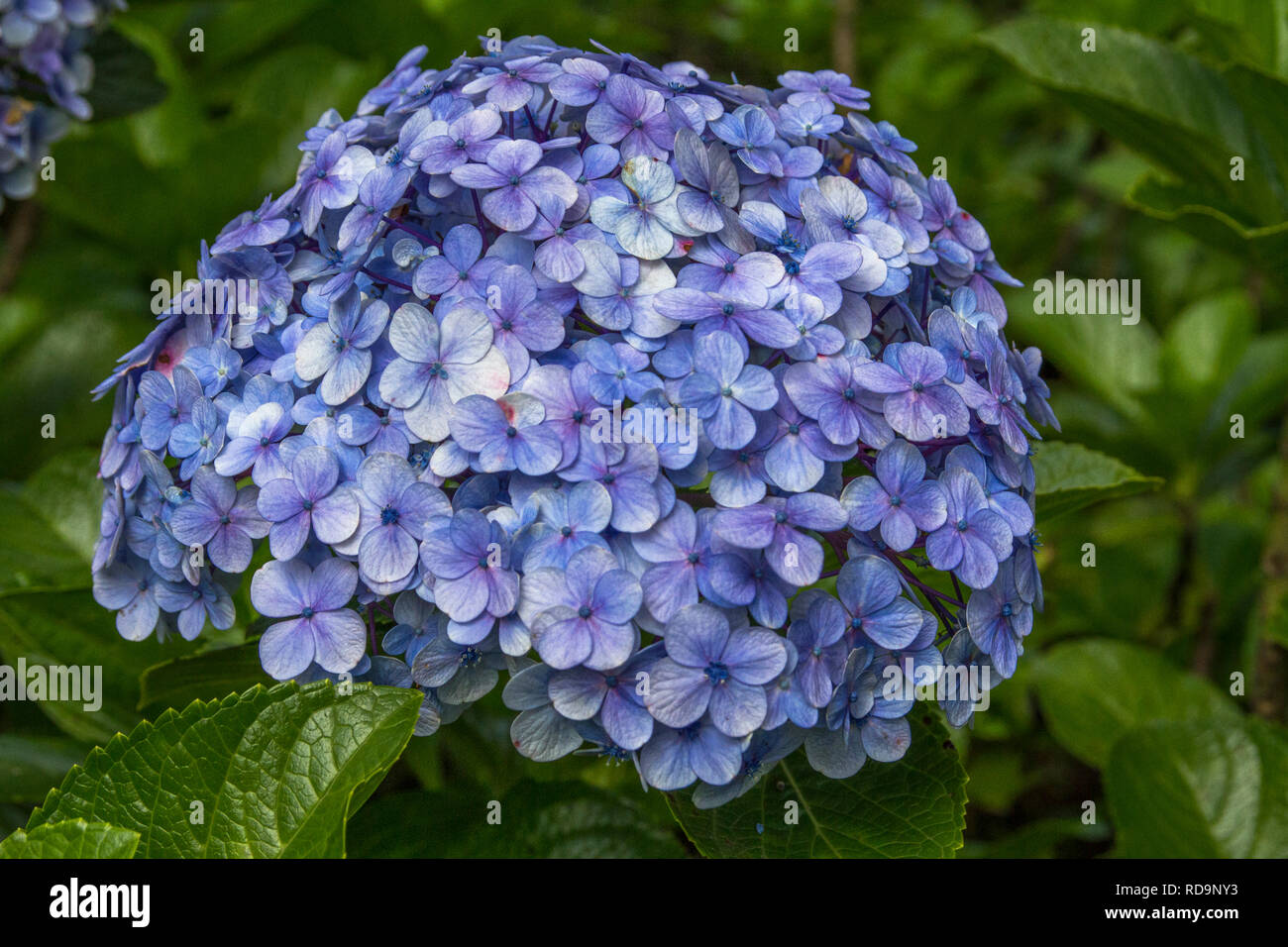 From The Garden Of Zen June 2018