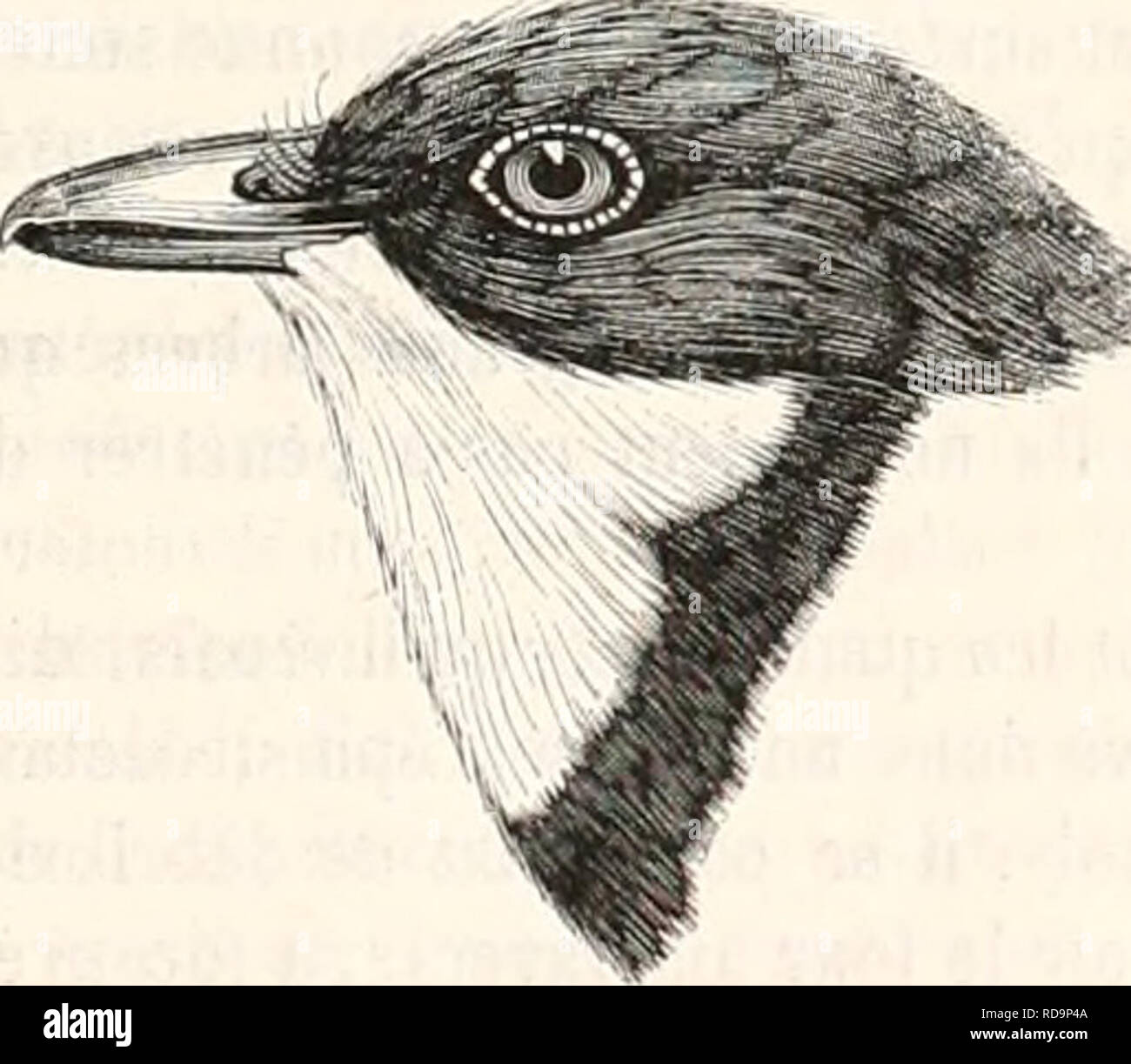 . EncyclopÃ©die d'histoire naturelle; ou, TraitÃ© complet de cette science d'aprÃ¨s les travaux des naturalistes les plus Ã©minents de tous les pays et de toutes les Ã©poques: Buffon, Daubenton, LacÃ©pÃ¨de, G. Cuvier, F. Cuvier, Geoffroy Saint-Hilaire, Latreille, De Jussieu, Brongniart, etc. etc. Natural history. Fig, 294 â Ãopsaltne. 2- GENRE. - PACHYCÃPHALE. PACIIYÅPIIALI. (Swainson, 1831.) CARACTÃRES GÃNÃRIQUES, licc (jciicraleinoU fort, moins loitij que la icic, dÃ©primÃ© a la base, un peu plus large que hnut. comprimÃ© sur les cÃ tÃ©sjusqn'Ã la pointe, qui est crochue et Ã©chancrÃ©e; soie Stock Photo