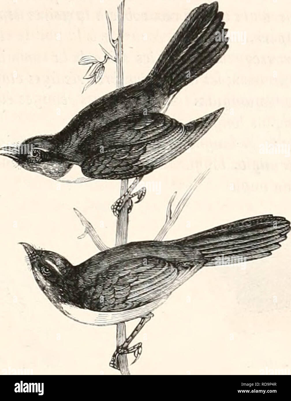 Chat Et Souris High Resolution Stock Photography And Images Alamy