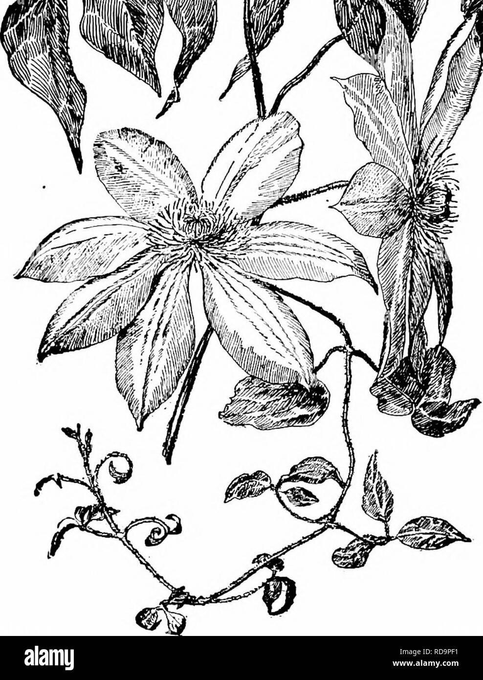 . Manual of gardening; a practical guide to the making of home grounds and the growing of flowers, fruits, and vegetables for home use. Gardening. 312 MANUAL OF GARDENING May-pop, Passiflora incamata.* Not reliable north of Virginia. â WC/WSTm. 266. Clematis Henryi. One-third natural size. Wild Gourd, Cucurbita fcelidissima (Cucumis perennius) * Excellent strong rugged vine for covering piles on the ground.. Please note that these images are extracted from scanned page images that may have been digitally enhanced for readability - coloration and appearance of these illustrations may not perfec Stock Photo