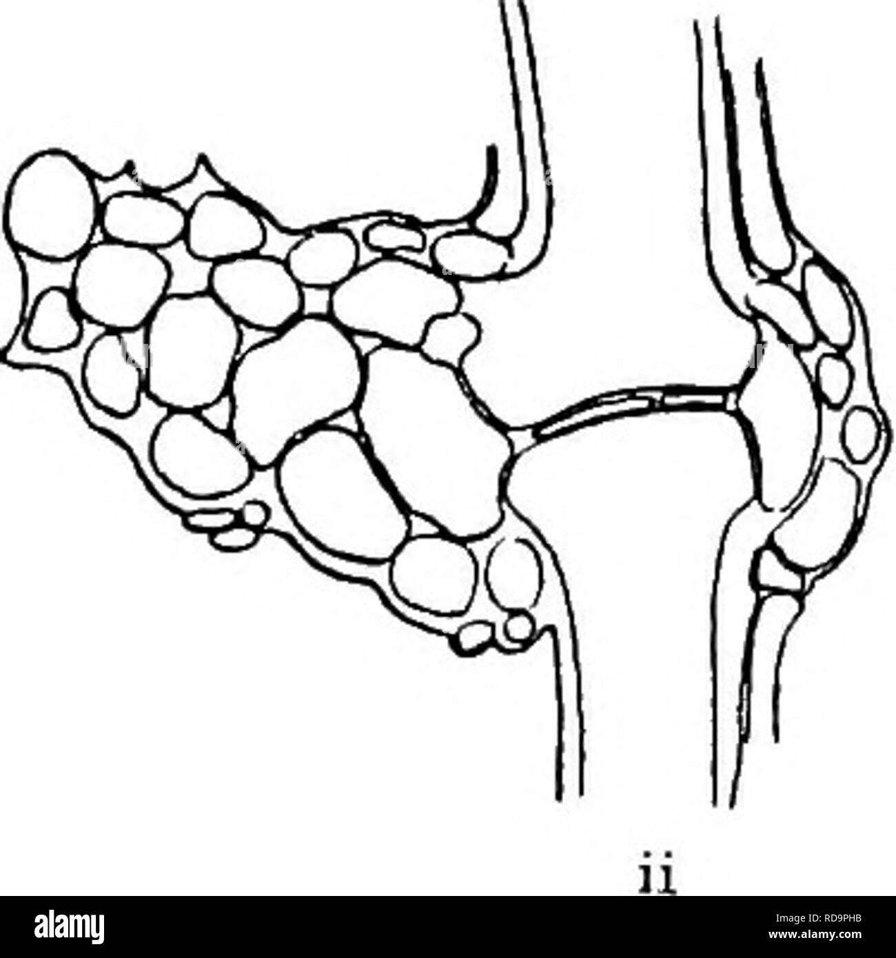 The British Charophyta Characeae Fia 13 Bulbils Of Chara Baltica After Giesenhagen I Multi Cellular Root Bulbu Of Irregular Starlilce Form X C 7 Ii Unilateral Stem Bulbil X C 15 Ture And