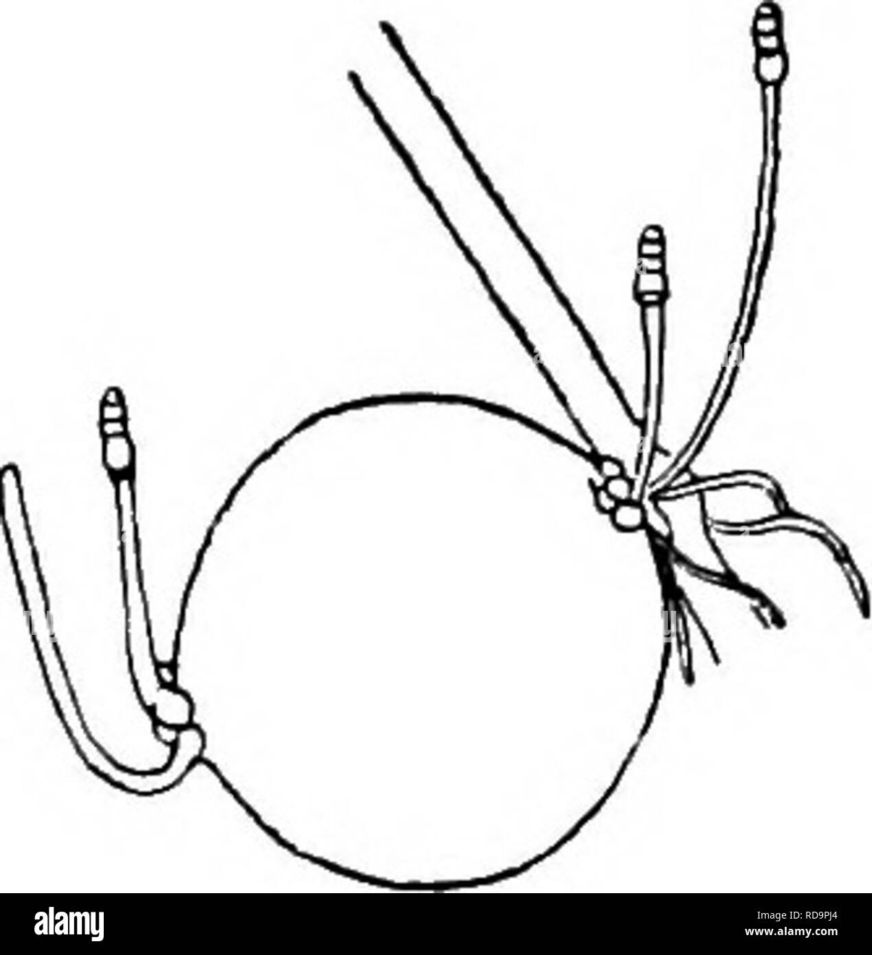 . The British Charophyta. Characeae. Fio. 11.—Root-bulbils (spherical type) of Chara aspera (after Giesenhagen). i. Root-node showing double-footed joint with three bulbils, two nearly spherical, and one cylindrical; also some rhizoids ( x c. 11). ii. Eoot-node bearing one spherical bulbil, with young plants arising from nodes at basal and distal ends ( x c. 13). Charophyte throughout the year either in its natural condition or in cultivation will do well to examine the roots from time to time to ascertain if bulbils are being produced. There are three distinct types of bulbil: (1) con- sistin Stock Photo