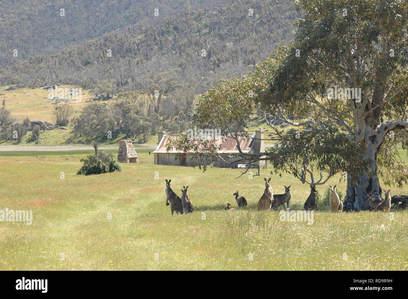 Kangaroos at Historic Orroral Homestead, Namadgi National Park, Australian Capital Territory, Australia Stock Photo