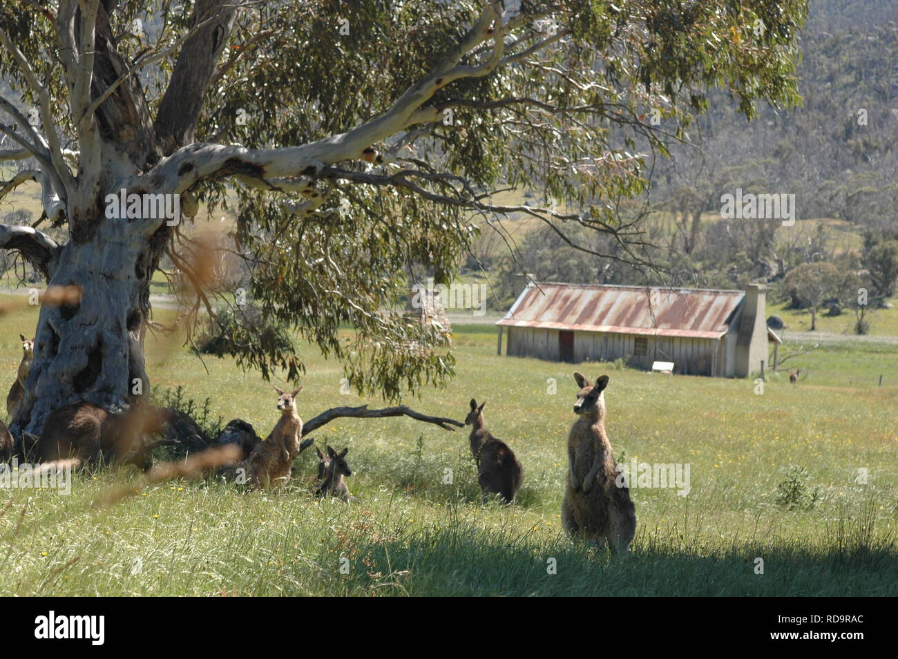 Kangaroos at Historic Orroral Homestead, Namadgi National Park, Australian Capital Territory, Australia Stock Photo