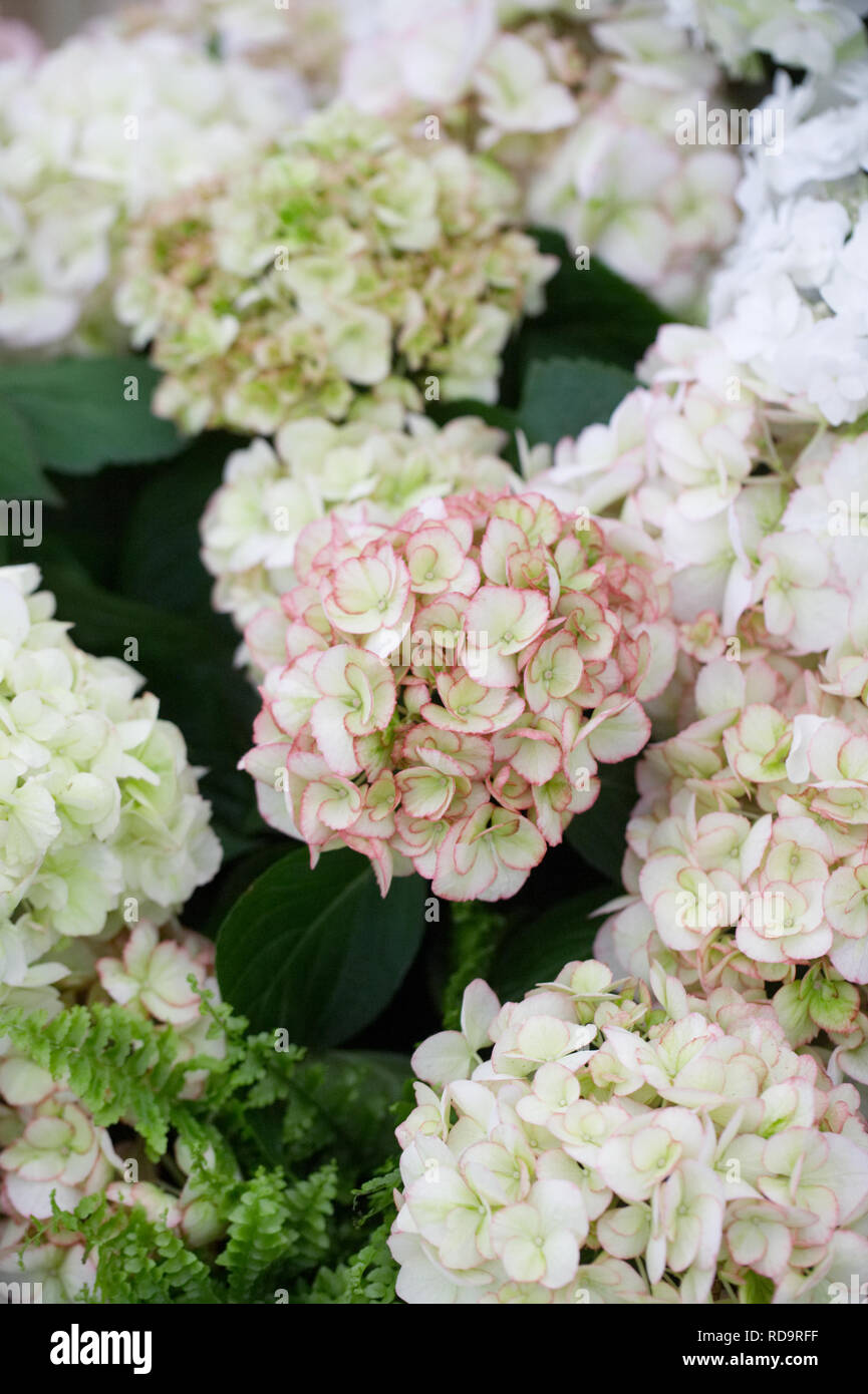 Hydrangea Macrophylla Portrait Stock Photos Hydrangea