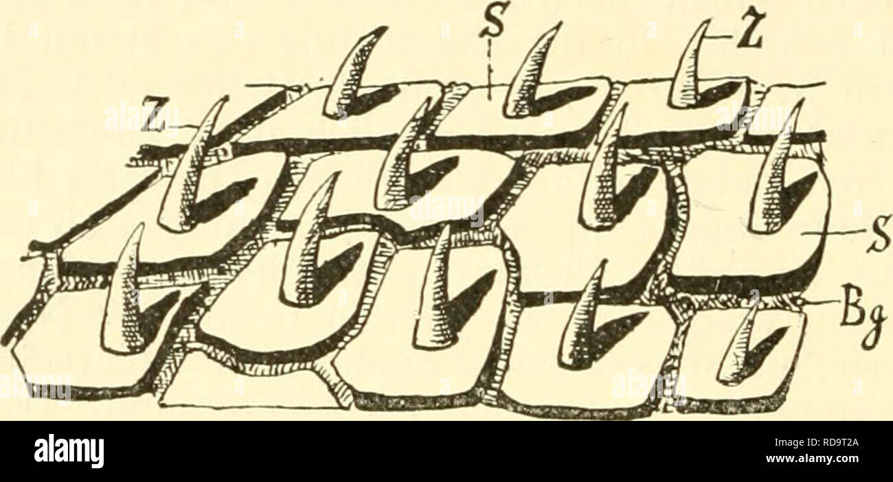 . Einführung in die vergleichende Anatomie der Wirbeltiere, für Studierende. 26 Skelett (Hautskelett). B. Skelett. I. Hautskelett. Im Integument der Selachier begegnen wir kleinen Hartgebilden, welche sich bei näherer Besichtigung als aus einer Platte mit einem aufsitzenden, formell stark variierenden Stachel bestehend erweisen und die in fortwährender Regeneration begriffen sind. Die meist rhomboidal gestaltete, knöcherne Platte nennt man Sockel oder Basalplatte, und der Stachel stellt einen Hautzahn dar, an welchem man eine Schmelz- und eine Z a h n b e i n s u b s t a n z unter- scheiden ka Stock Photo