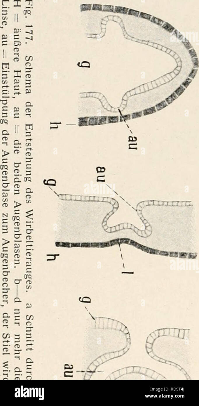 . Einführung in die Biologie. Biology. 342 Neunzehntes Kapitel. wieder zum zweitenmal eingefaltet und bildet den eigentlichen Augenbecher. Durch diese komplizierte Entwicklung erklärt es sich auch, wieso die eigentlich wahrnehmenden Teile der Sinnes- zellen, die Stäbchen und Zapfen, im Wirbeltierauge nicht nach außen, sondern nach innen gerichtet sind, und das Licht erst alle anderen Teile, die Nervenfortsätze sogar, passiert, ehe es zu diesen End- apparaten selbst gelangt. Es hat eben das Zentralnervensystem selbst einmal mit seiner inneren Höhlung, der die jo Stäbchen zugekehrt sind, nach au Stock Photo