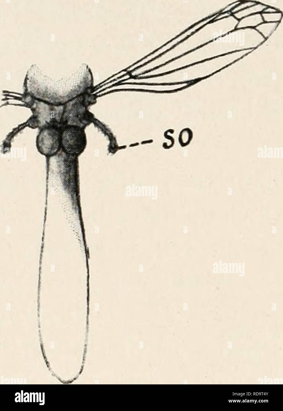 . Einführung in die Biologie. Biology. 328 Achtzehntes Kapitel. weiter sind, als die zu solch besonderer Leistung umgebildeten Hinter- flügel der Tiere. In ihnen liegen besonders zahlreiche Sinnesorgane (Fig. 168sö), von charakteristischer Anordnung und Verteilung, und diese Kölbchen, von Chitinstangen ge- tragen, die bei den Mücken frei hervor- treten, bei den Stubenfliegen von einem Schüppchen bedeckt sind, können auch direkt als eine Art Balanzierorgan aufgefaßt werden. Auch andere Organe, die bei den Insekten zu beiden Seiten des Körpers stehen, wie z. B. in den Beinen der Heu- schrecken,  Stock Photo