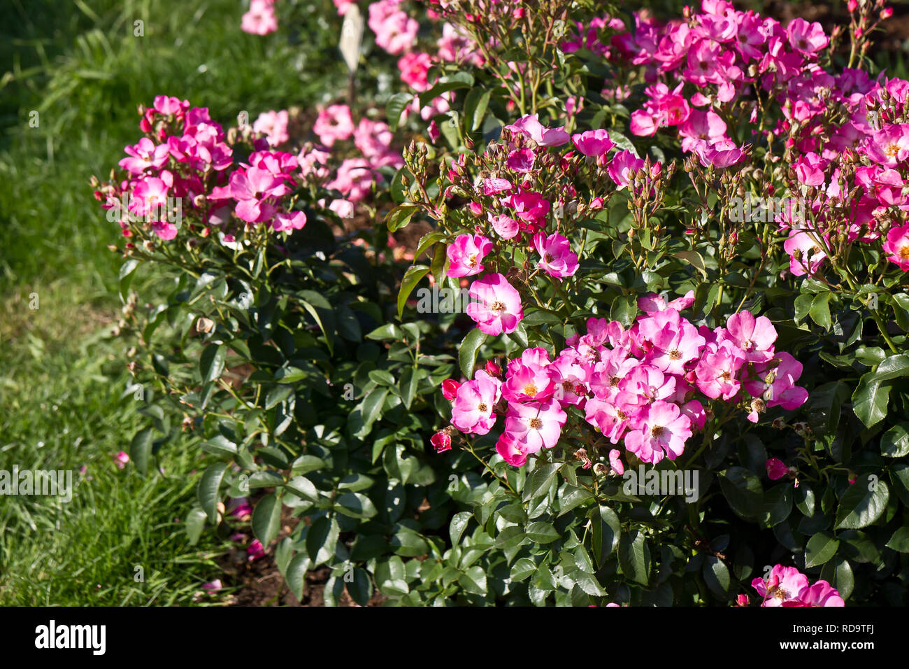 Roses in Rundales palace garden, Latvia Stock Photo